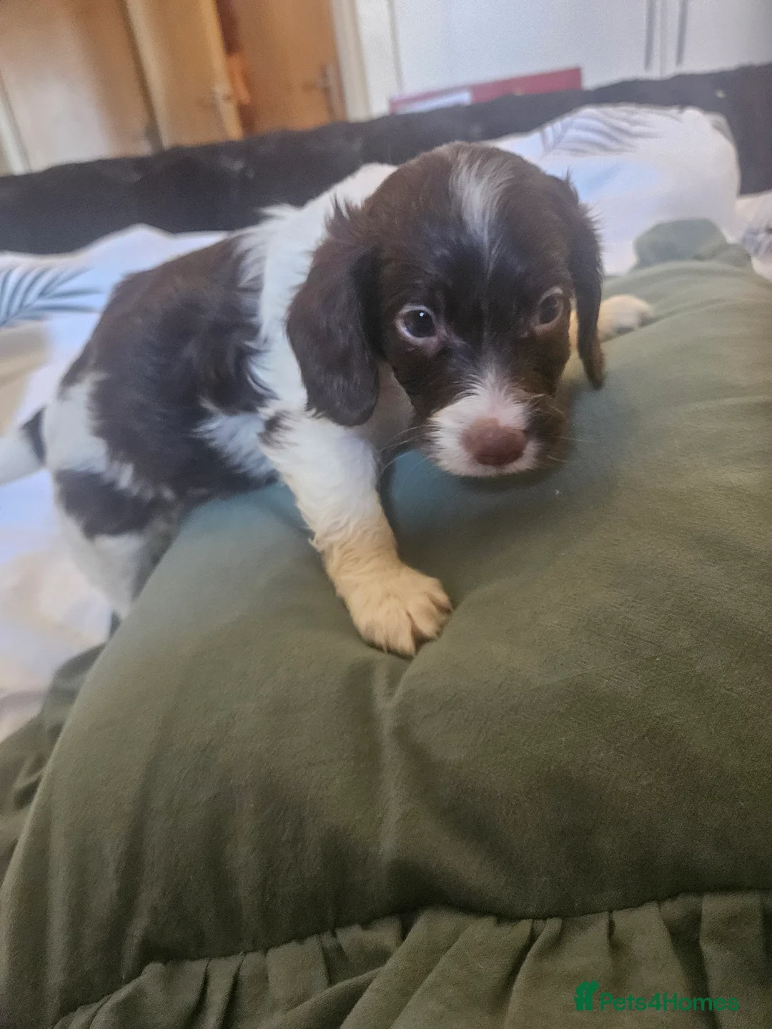 Sproodle dogs for sale: Ready to leave now! Beautiful sproodle puppies in London - Advert 24