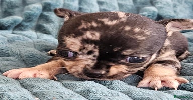 Chihuahua dogs - Advert 3