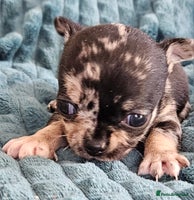 Chihuahua dogs - Advert 9