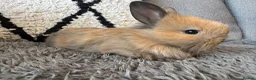 Mixed Breed rabbits for sale: Double maned lion head/ plush bunnies 💕 - Advert 10