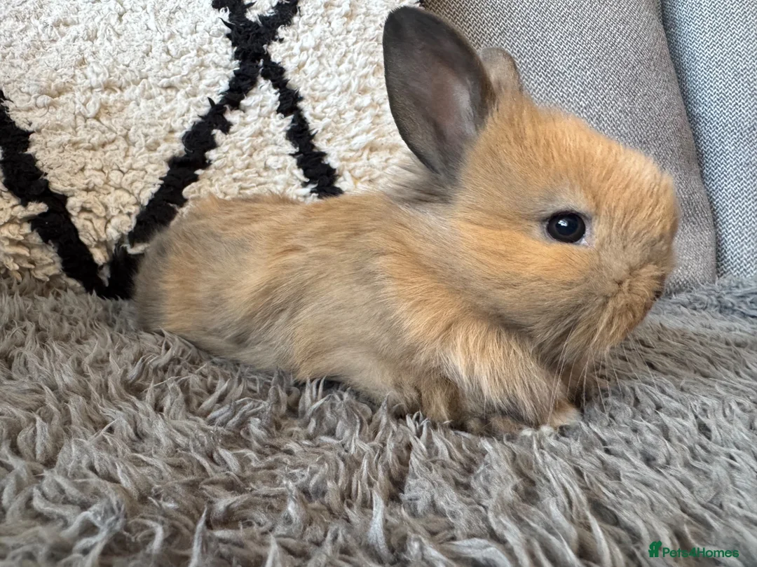 Mixed Breed rabbits for sale: Double maned lion head/ plush bunnies 💕 - Advert 10
