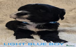 Tibetan Terrier dogs for sale: Adorable fluffy TToodle puppies  - Image 14