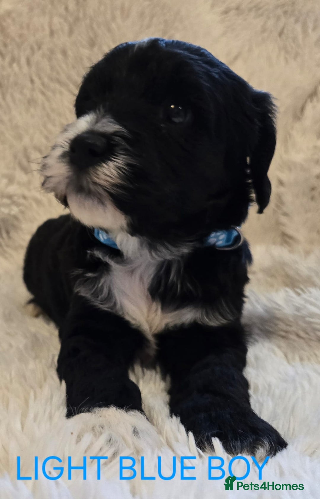 Tibetan Terrier dogs for sale: Adorable fluffy TToodle puppies  - Image 14