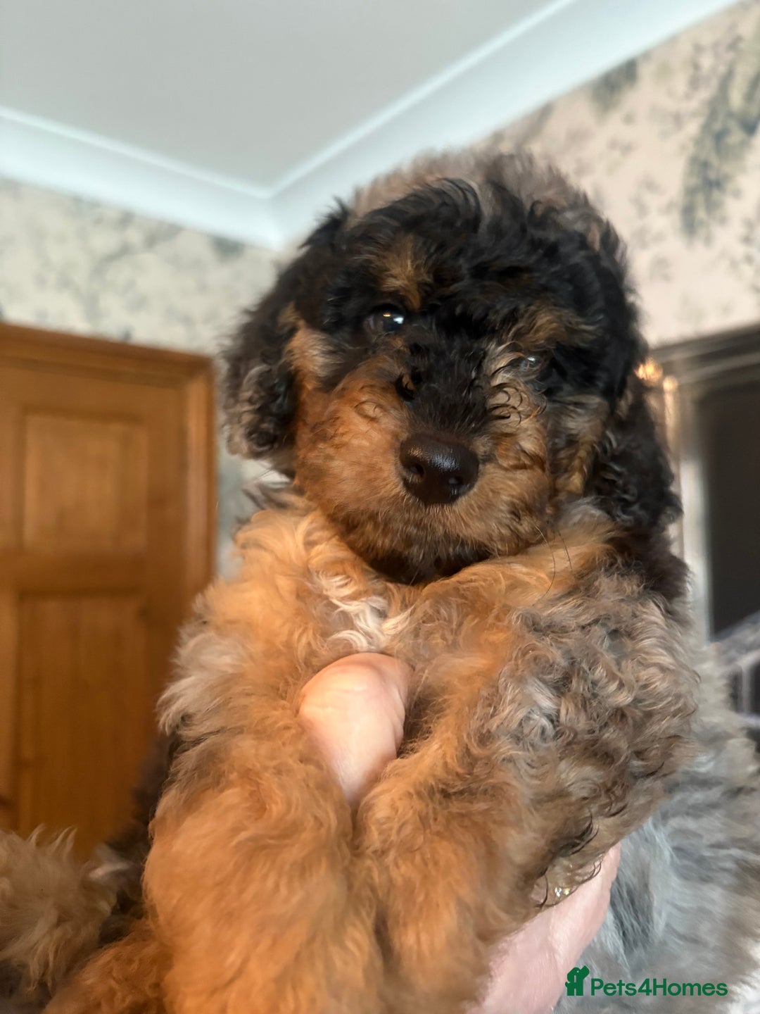 Cockapoo dogs for sale: 2 Male F2 Rare Merle Cockapoo Pups - Advert 7