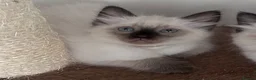 Ragdoll cats for sale: Stunning Ragdoll kittens💙&🩷 - Advert 18