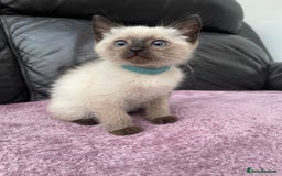 Ragdoll cats for sale: Boy and girl  - Image 6