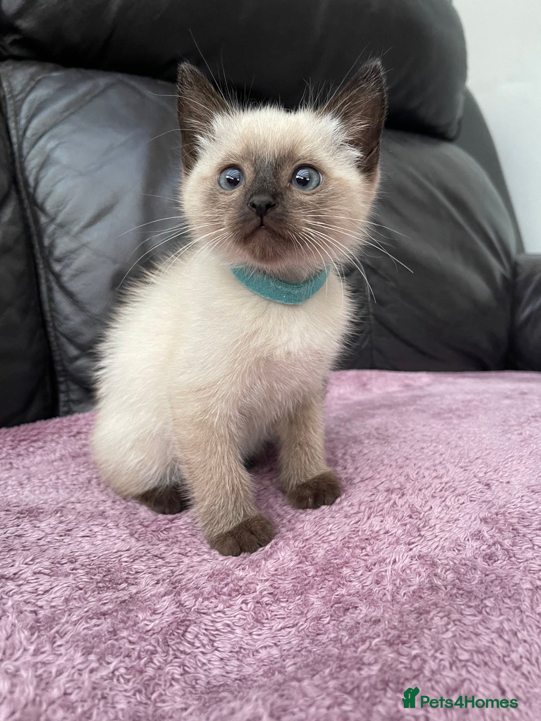 Ragdoll cats for sale: Boy and girl  - Image 6