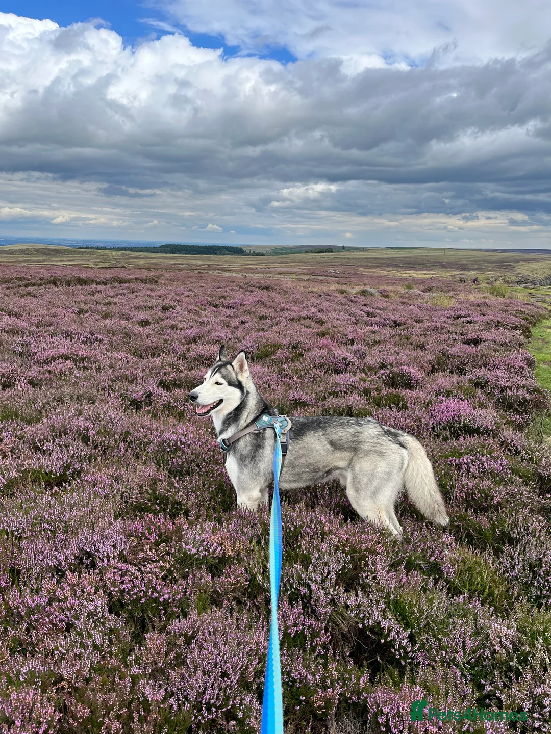 Siberian Husky dogs for stud: For stud only (quality proven stud ) in Wakefield - Advert 21
