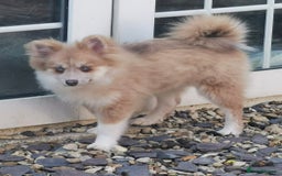 Pomsky dogs for sale: Lilac fawn wooly coat sky blue eyes, Mila - Image 1