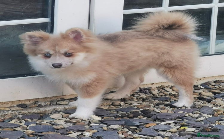 Pomsky dogs - Advert 9