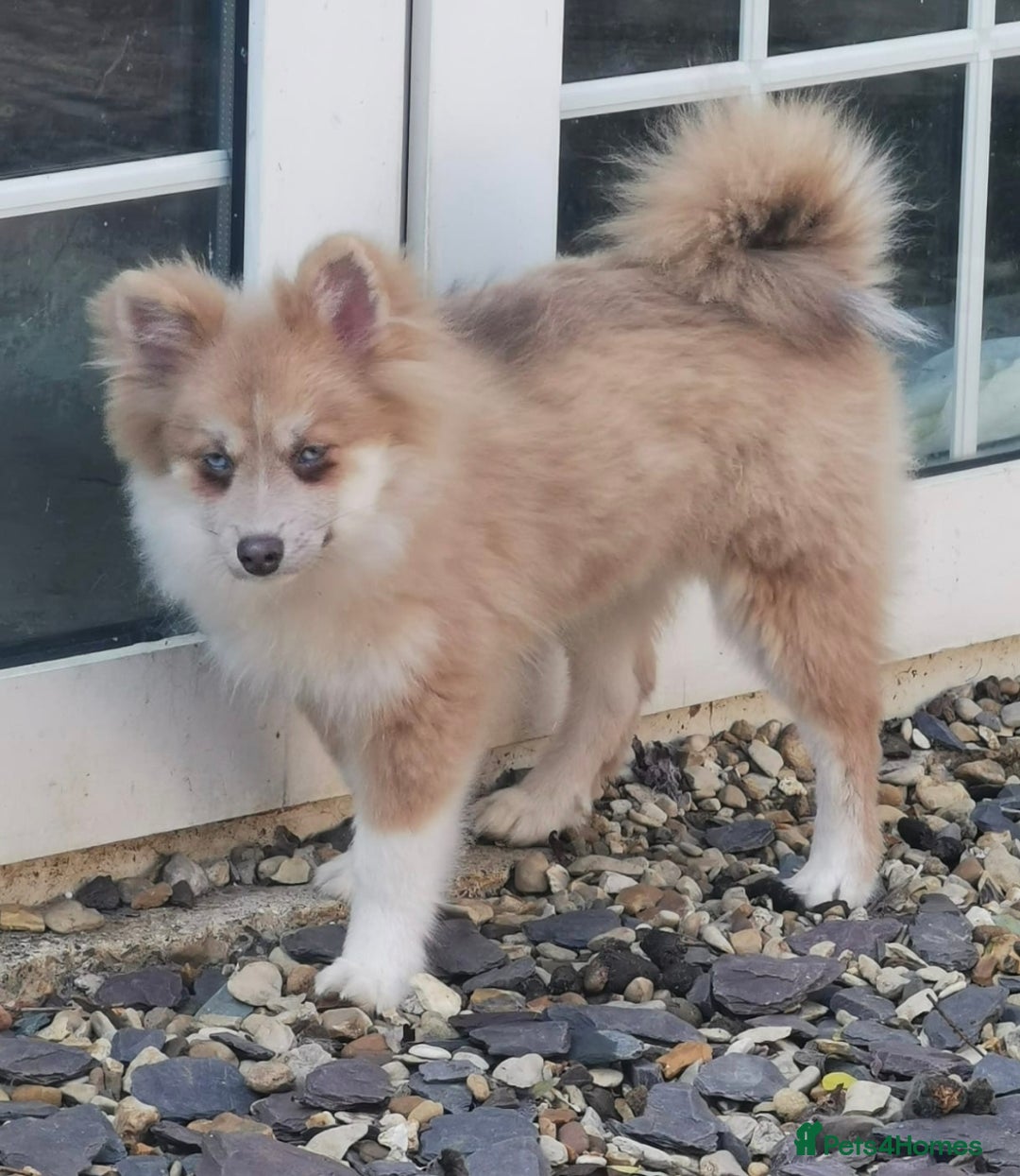 Pomsky dogs for sale: Lilac fawn wooly coat sky blue eyes, Mila - Image 1
