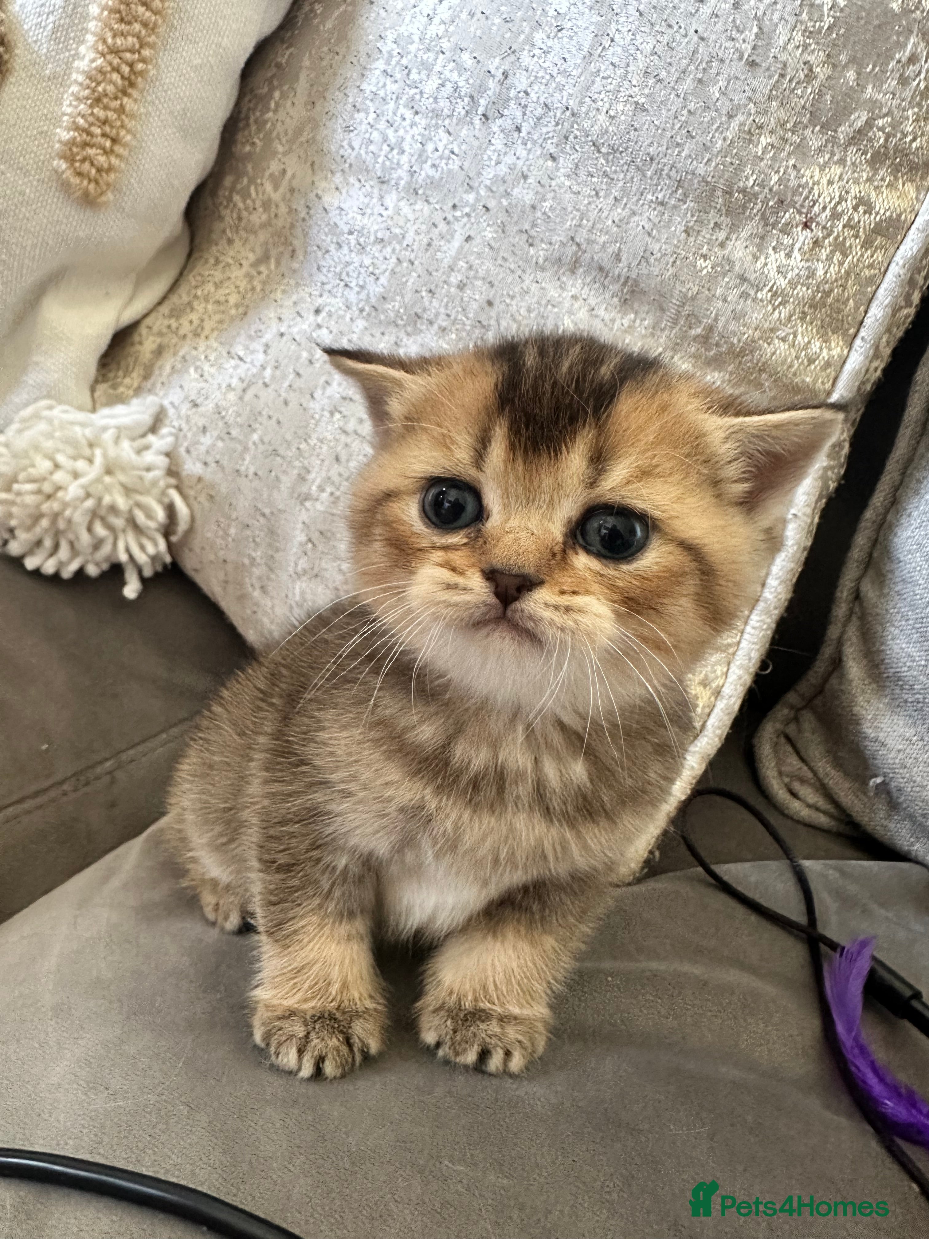Mixed Breed cats for sale: British Shorthairs x Scottish Fold Kittens - Advert 6