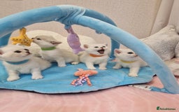 British Shorthair cats for sale: British Shorthair Silver Chinchilla  - Image 24