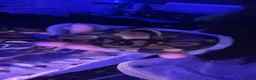 Python Snake reptiles for sale: BALL PYTHON in Runcorn - Advert 8