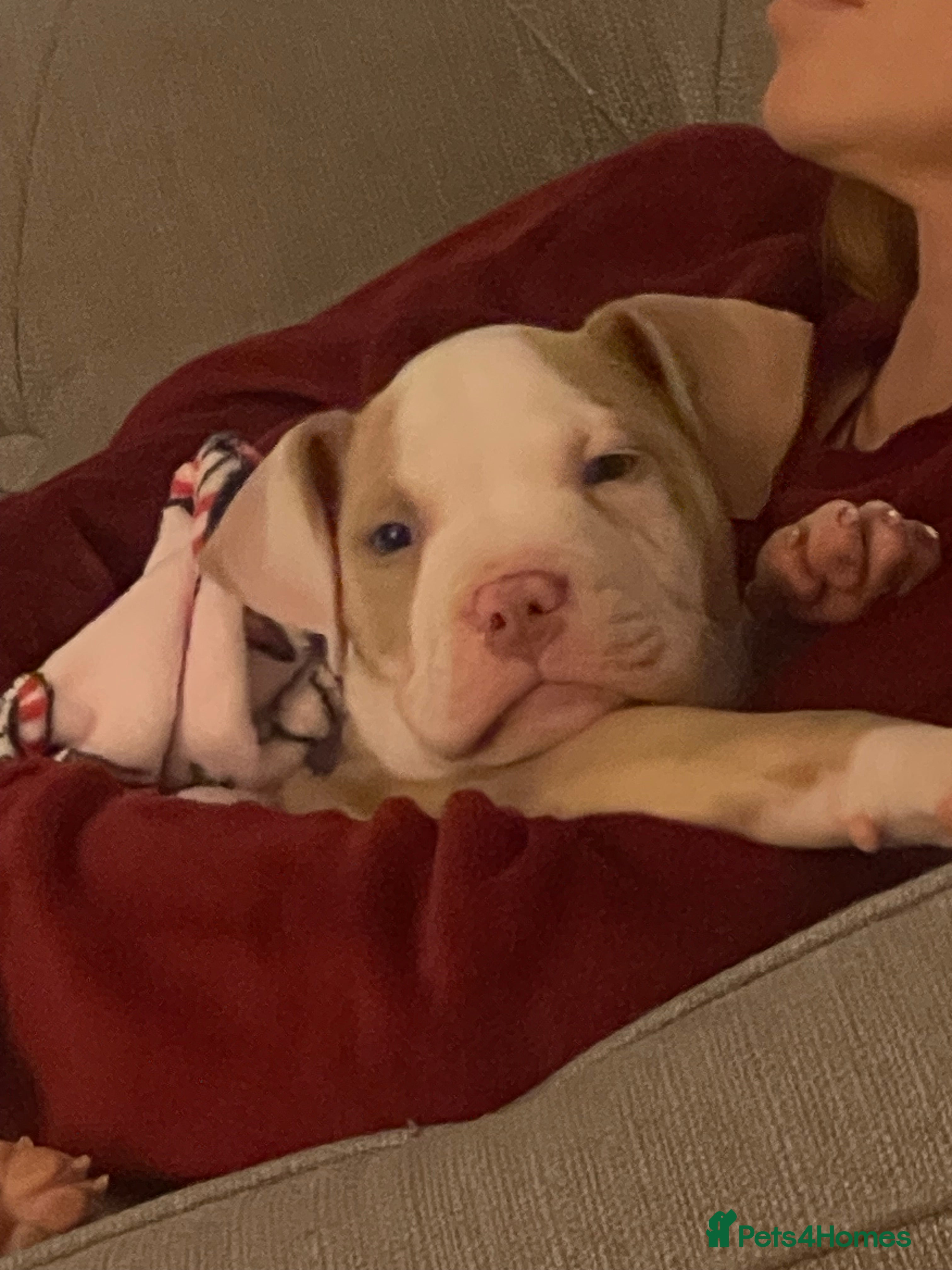 Mixed Breed dogs staff cross pocket bully hybrid  - Advert 1