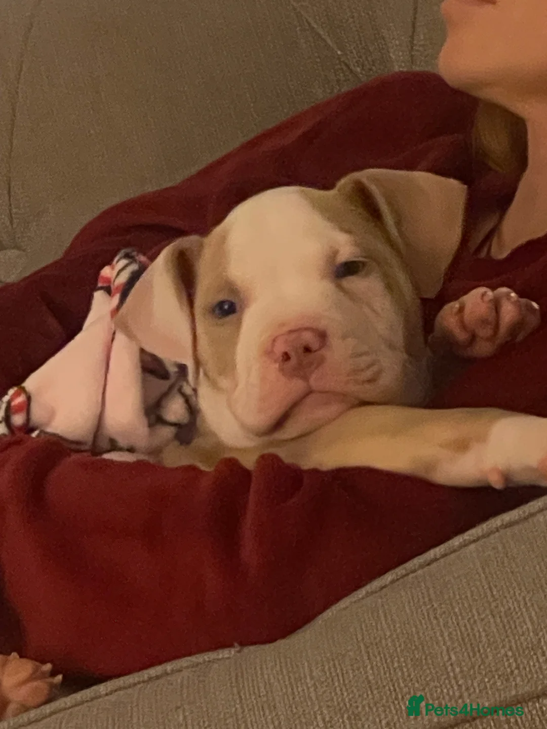 Mixed Breed dogs for sale: staff cross pocket bully hybrid  - Advert 1