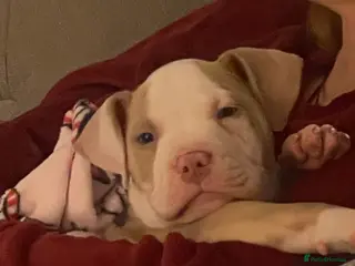 Mixed Breed dogs staff cross pocket bully hybrid - Advert 1