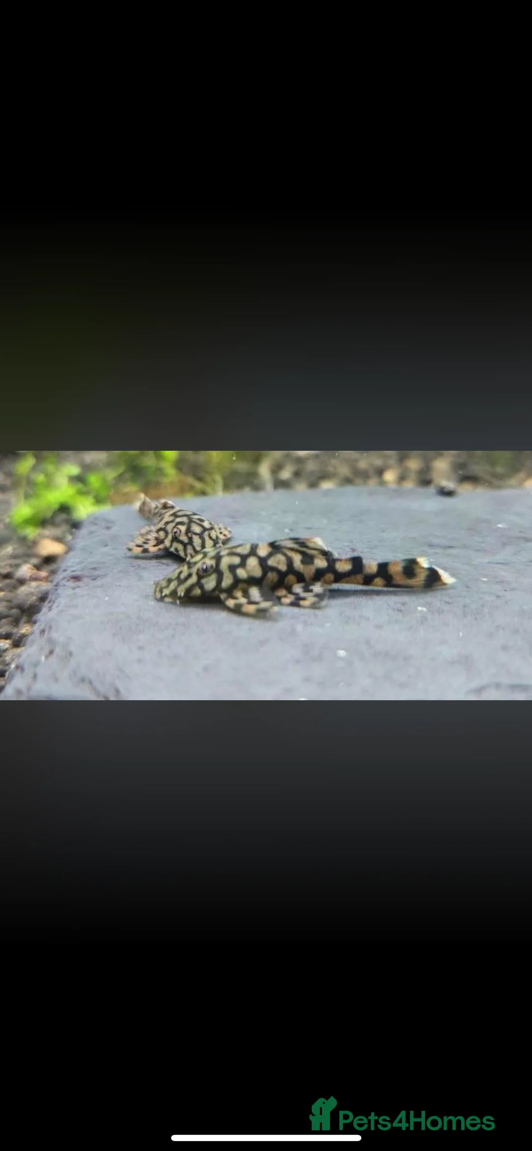 Plecos fish for sale: L519 Honeycomb Plecos  - Advert 10