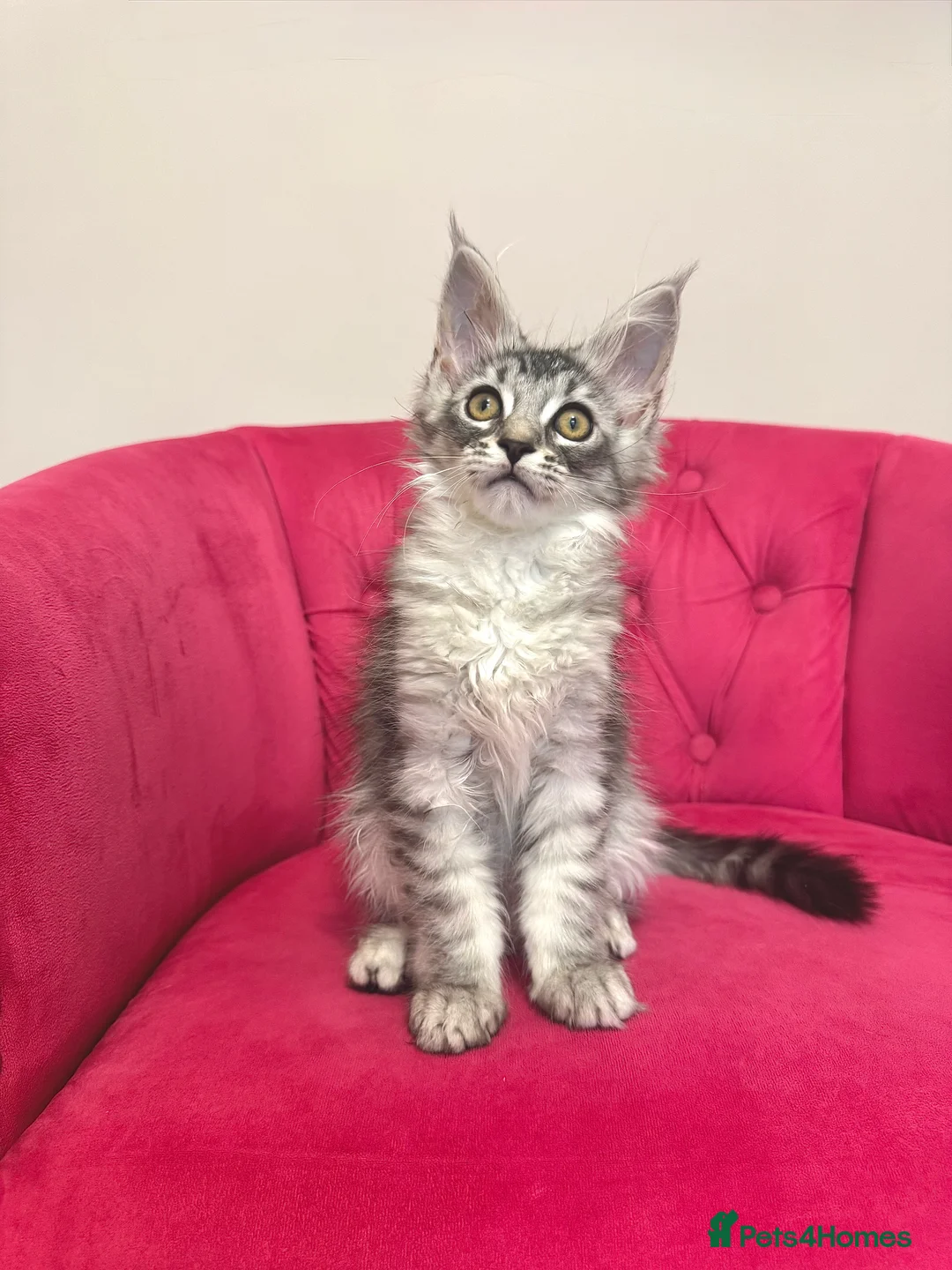 Maine Coon cats for sale: MaineCoon Kittens 🏆20+Gen🧬 Outstadning Pedigree - Advert 33