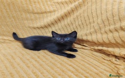 Mixed Breed cats for sale: Half Maine Coon kittens VIDEOS - Image 15