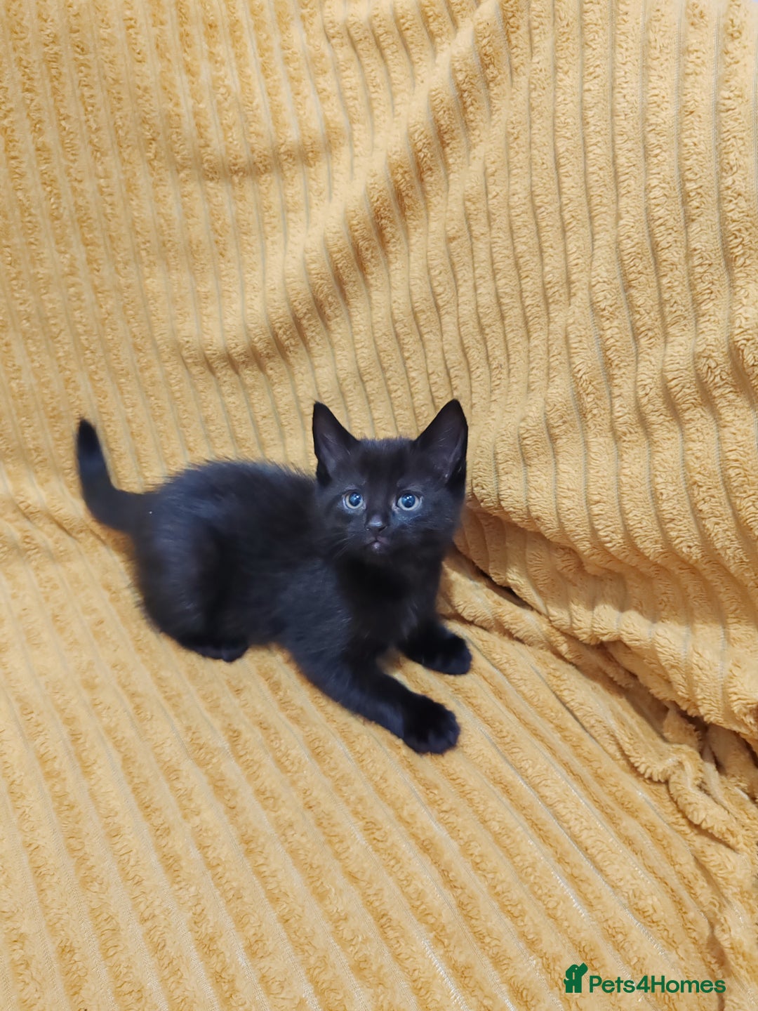 Mixed Breed cats for sale: Half Maine Coon kittens VIDEOS - Image 15