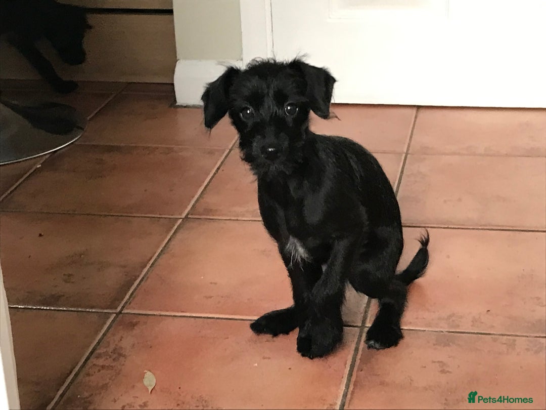 Mixed Breed dogs for sale: Bedlington whippet Italian grayhound x  - Advert 11