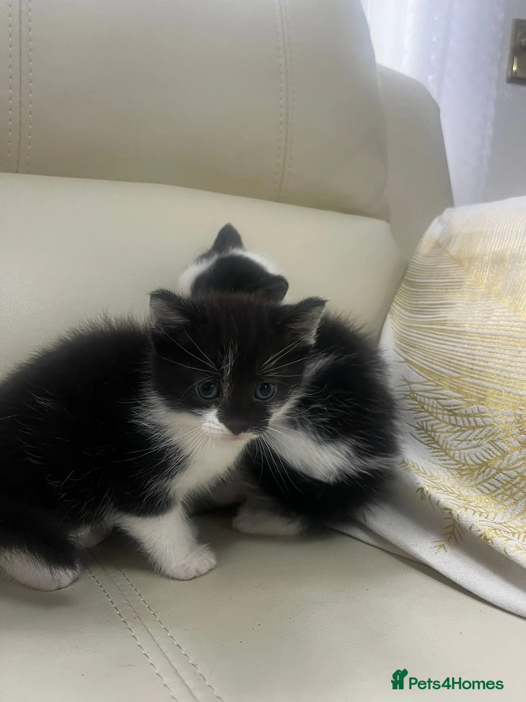 Mixed Breed cats for sale: 6 tabby kittens! - Advert 2
