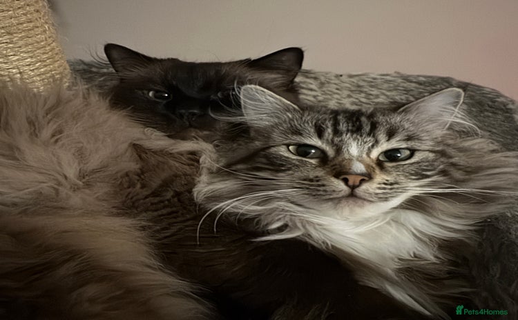 Ragdoll cats - Advert 1