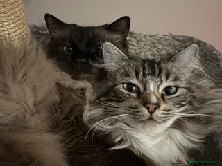 Ragdoll cats Rare Mink Ragdoll - Advert 13