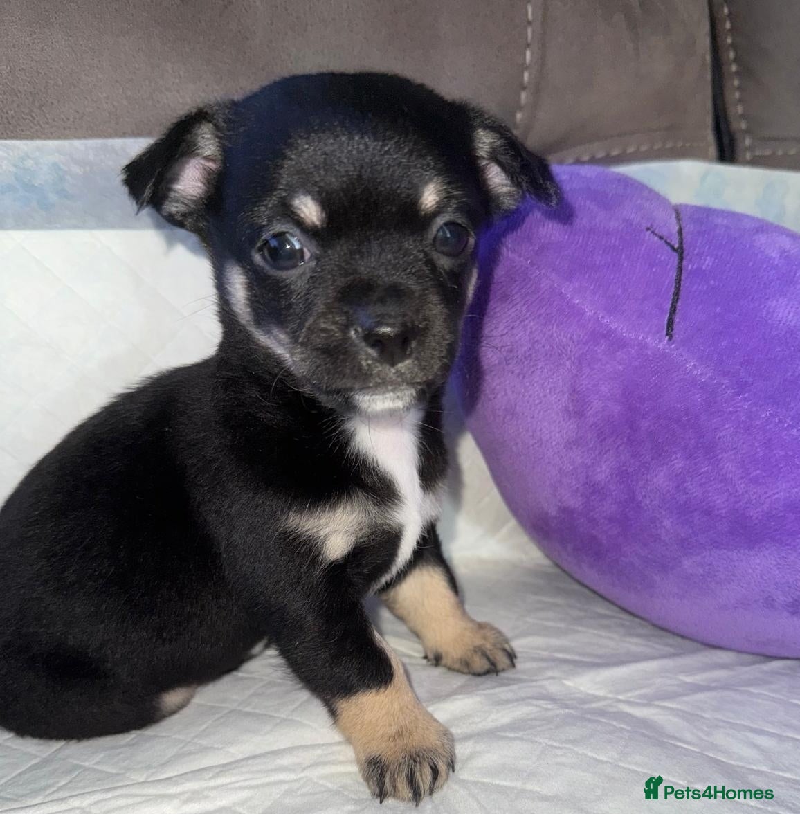 Jack Chi dogs Jackchi for sale 3 left  - Advert 2