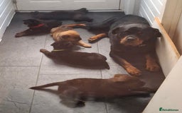 Mixed Breed dogs for sale: Gorgeous st weilers  - Image 13