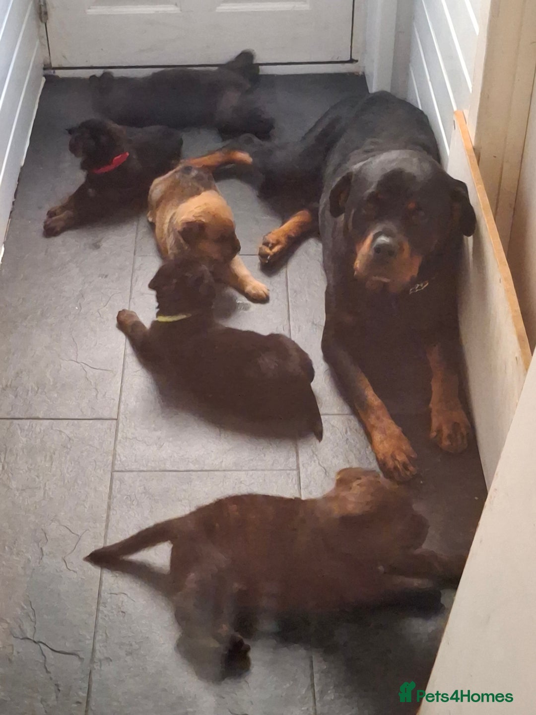 Mixed Breed dogs for sale: Gorgeous st weilers  - Image 13