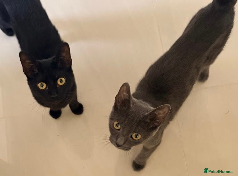 Domestic Shorthair cats Mabel & Maya, 6 month old sister pair  - Advert 6