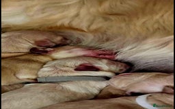 Golden Retriever dogs for sale: 🐕‍🦺Beautiful Pedigree Golden Retriever Puppies🦮 - Image 33