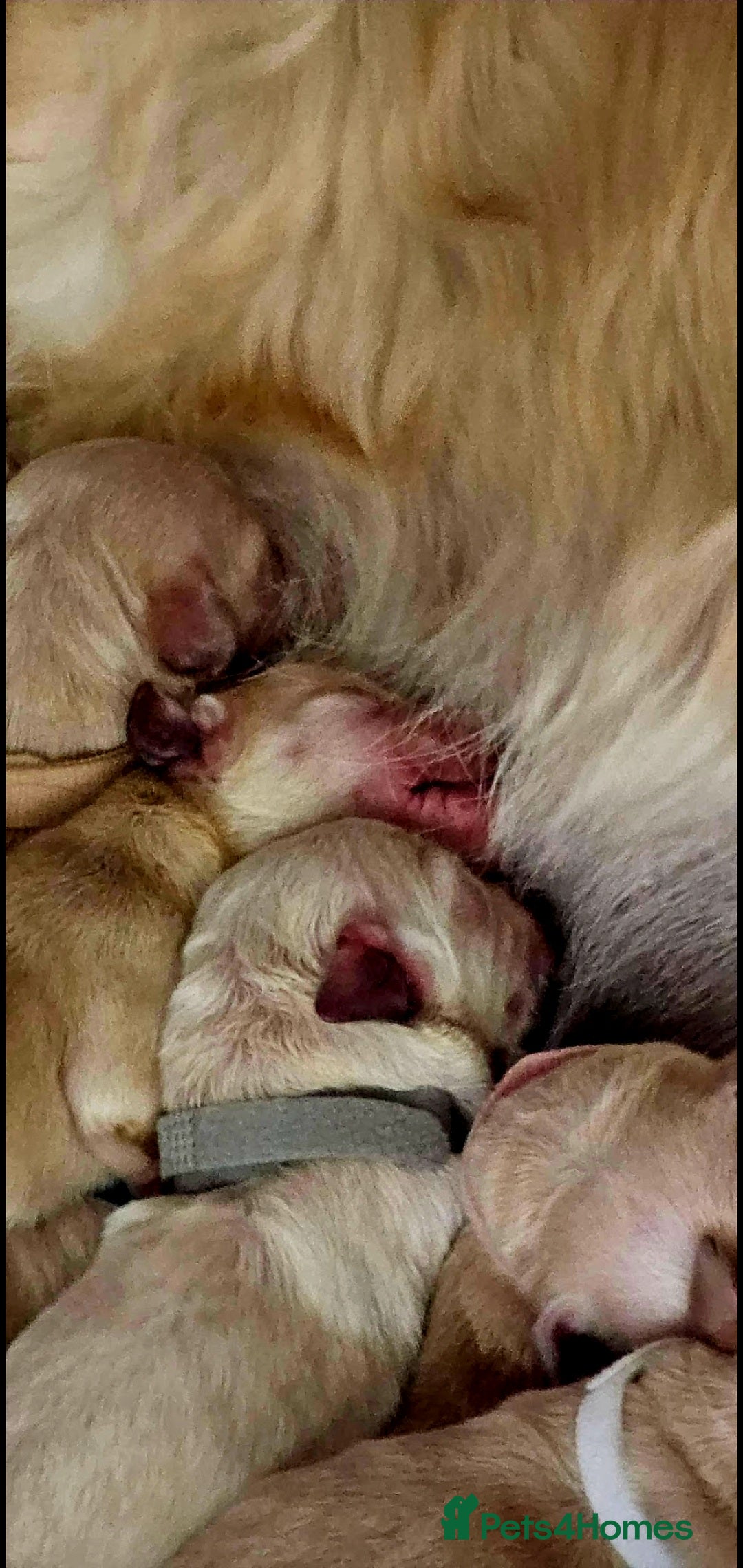 Golden Retriever dogs for sale: 🐕‍🦺Beautiful Pedigree Golden Retriever Puppies🦮 - Image 33