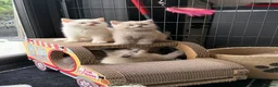 British Shorthair cats for sale: British shorthair kittens 😺 - Advert 6