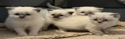 Ragdoll cats for sale: Pure Bred Ragdoll Kittens - Advert 1