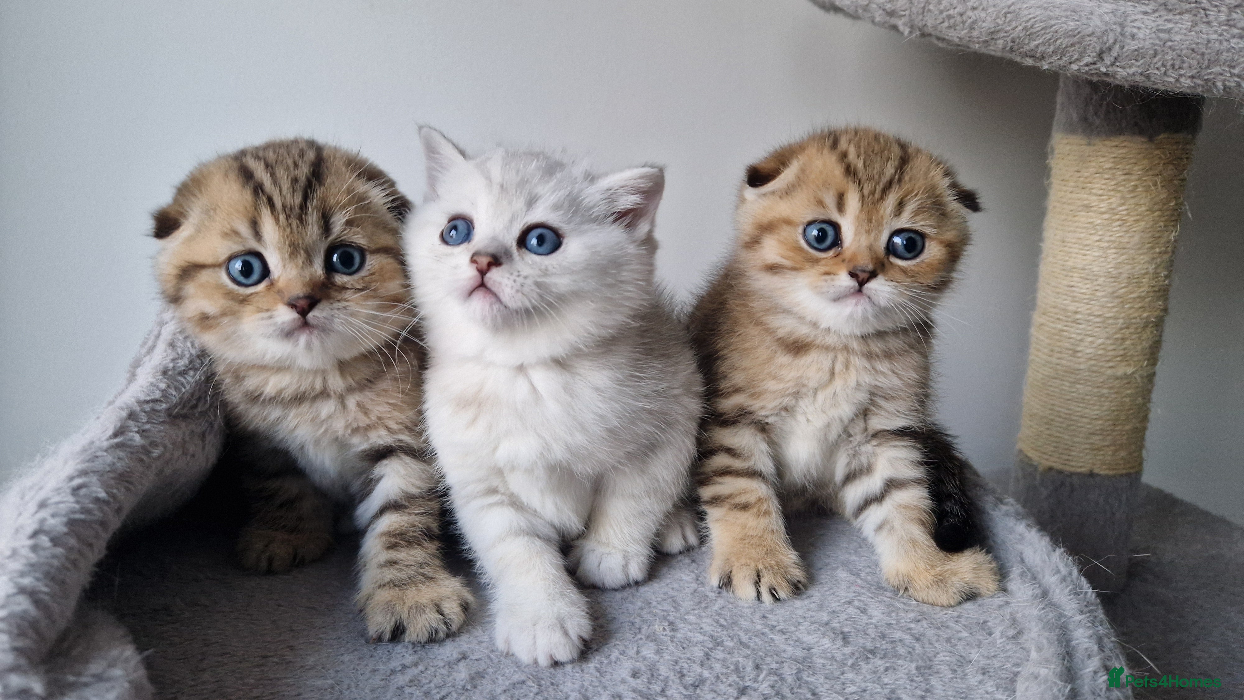 Scottish Fold cats Stunning 3-Scottish straith and fold kittens😍 - Advert 8