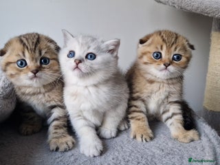 Scottish Fold cats Stunning 3-Scottish straith and fold kittens😍 - Advert 12
