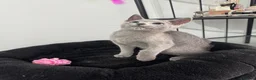 Russian Blue cats for sale: Still available very cuddly russian blue  - Advert 7