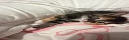Mixed Breed cats for sale: Four beautiful confident kittens - Advert 5