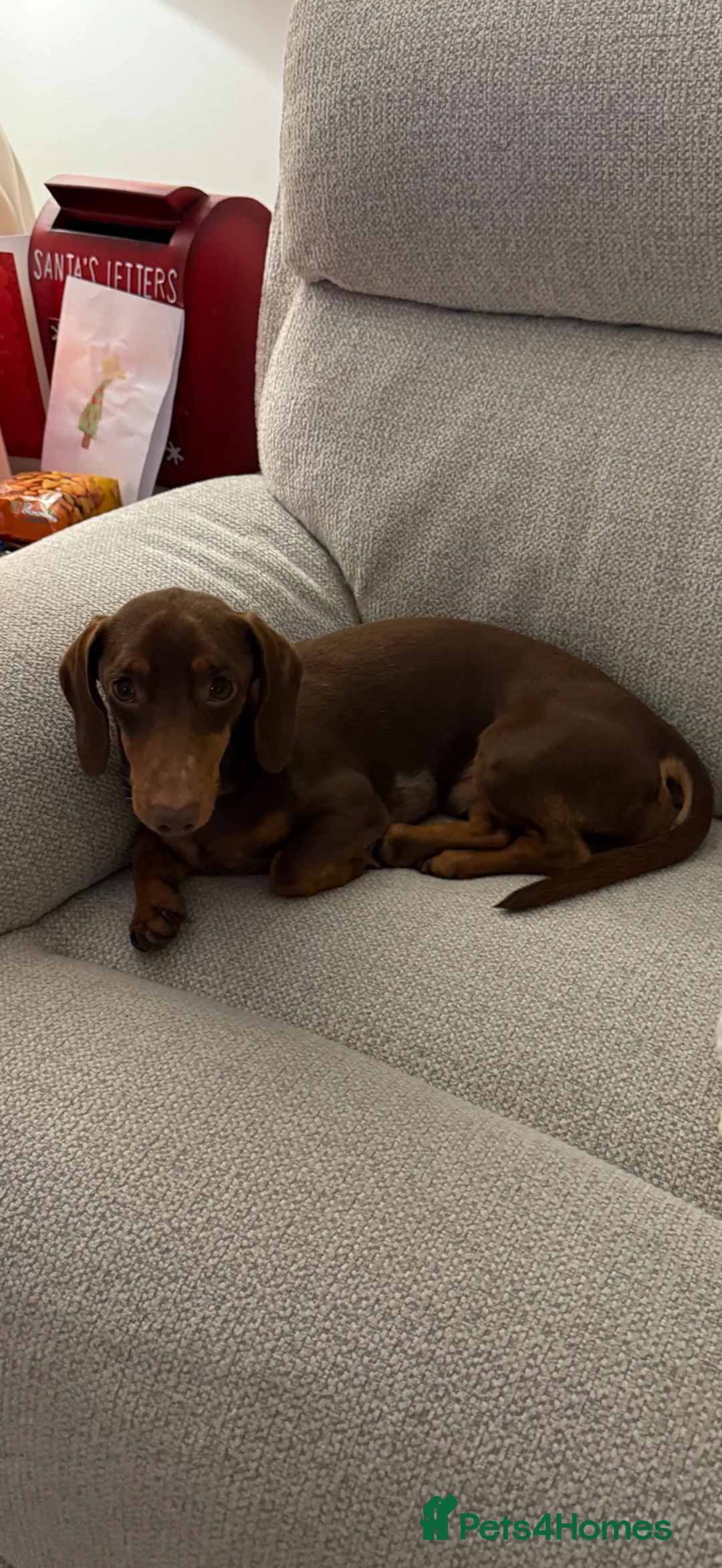 Miniature Dachshund dogs for sale: Alfie - miniature dachshund  - Advert 1