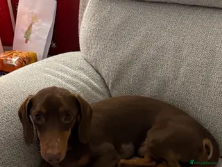 Miniature Dachshund dogs Alfie - miniature dachshund - Advert 15