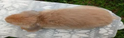 Mini Lop rabbits for sale: Stunning pure bred mini lop male baby rabbits RTR - Advert 6