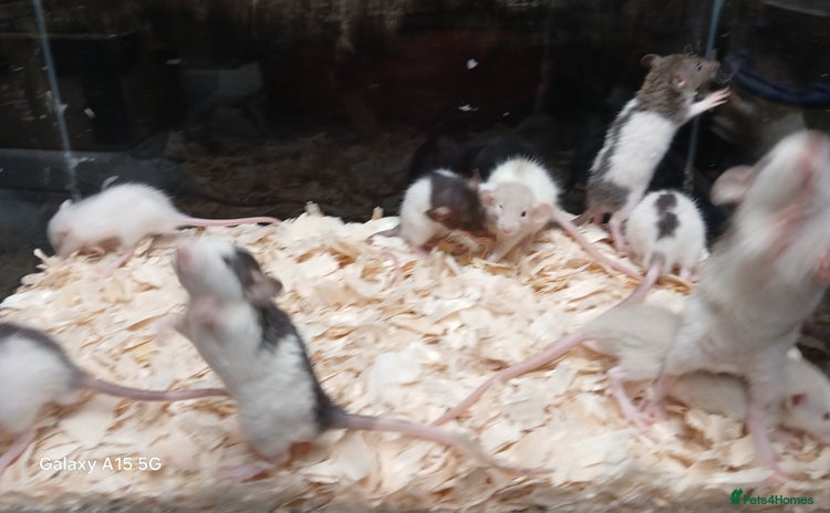 Rat rodents - Advert 4