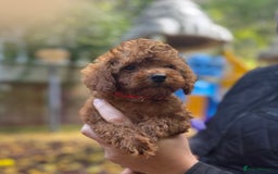 Toy Poodle dogs for sale: Adorable Toy Poodle Puppies  - Image 17