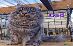 Siberian cats for sale: Siberian kittens GCCF registered, champion lines - Image 16