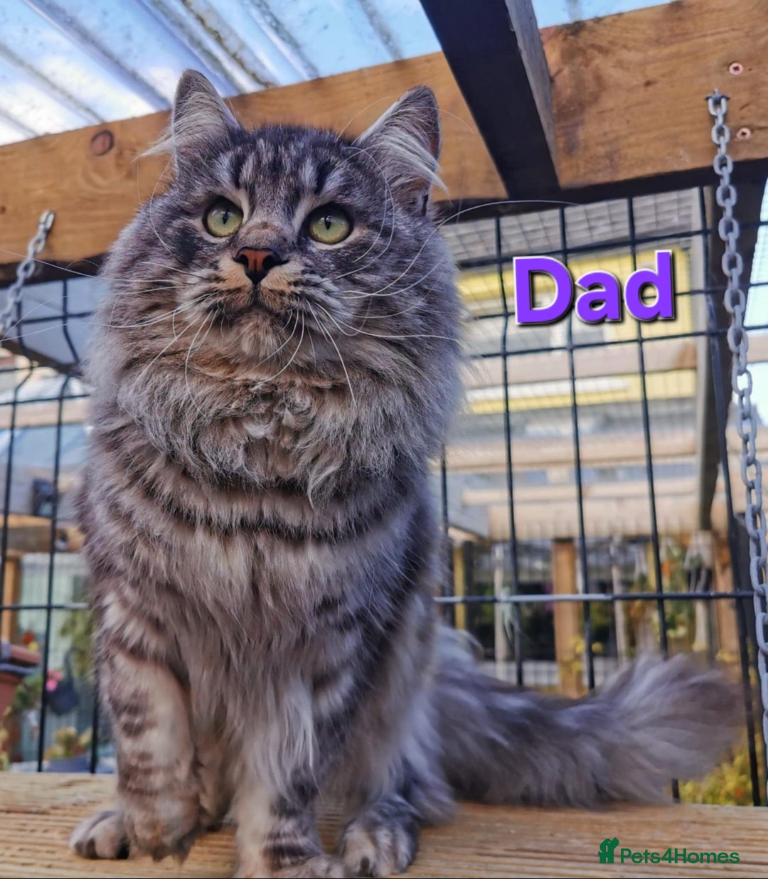 Siberian cats for sale: Siberian kittens GCCF registered, champion lines - Image 16