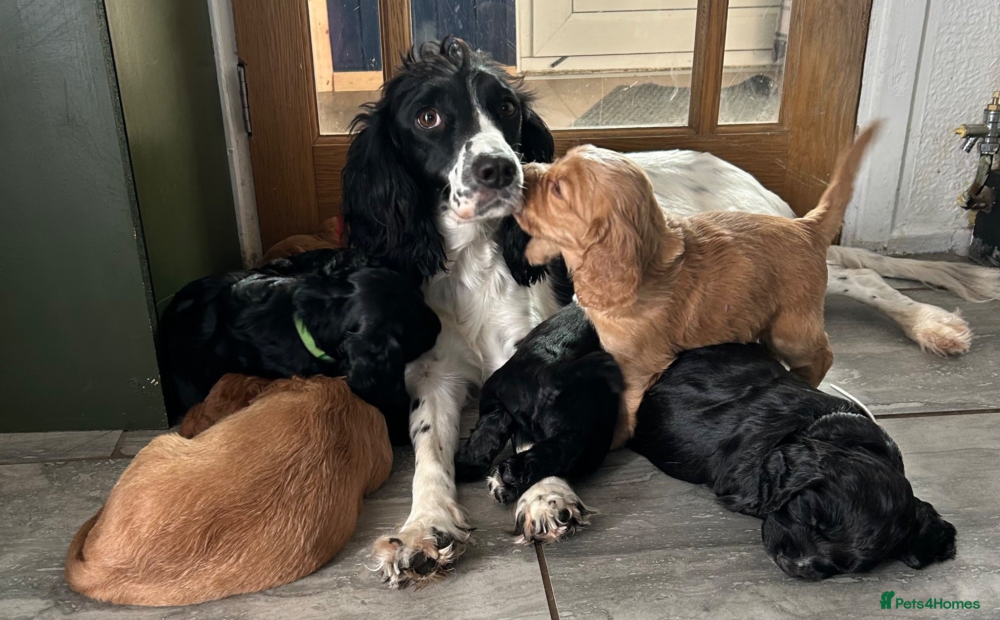 Sprocker dogs Sprocker Spaniel Puppies For Sale - Advert 5