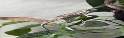 Chameleon reptiles for sale: Panther chameleons  - Advert 6